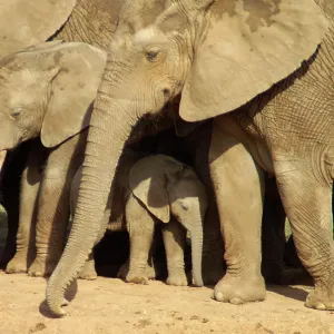 Elephants protecting their calves - Close up of Elephants protecting their calves - Close up of