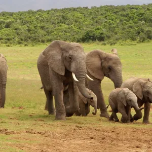 Elephants Scenting Water Elephants Scenting Water