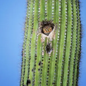 Elf Owl Elf Owl