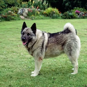 Elkhound DOG - side view Elkhound DOG - side view