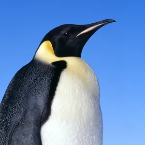 Emperor PENGUIN - close-up Emperor PENGUIN - close-up
