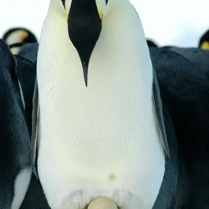 Emperor Penguin - father staring down at egg as Emperor Penguin - father staring down at egg as