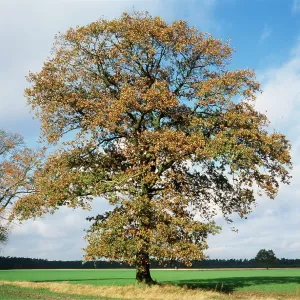 English Oak Tree English Oak Tree
