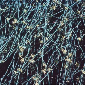 EPHEDRA EPHEDRA