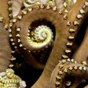 Erna's Basket Star