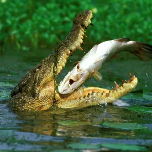Estuarine / Saltwater Crocodile - With jaws wide Estuarine / Saltwater Crocodile - With jaws wide