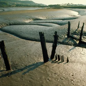 Estuary - mudflats Estuary - mudflats