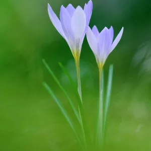 Etruscan Crocus Etruscan Crocus