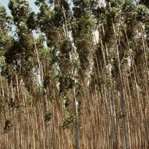 EUCALYPTUS PLANTATION EUCALYPTUS PLANTATION
