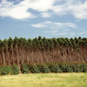EUCALYPTUS PLANTATION - young trees in foreground EUCALYPTUS PLANTATION - young trees in foreground