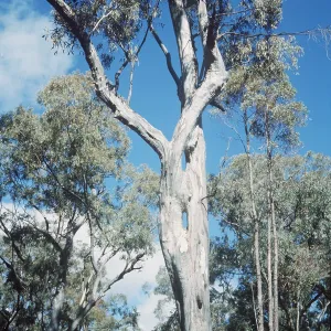 EUCALYPTUS - Scrubbly Gum EUCALYPTUS - Scrubbly Gum