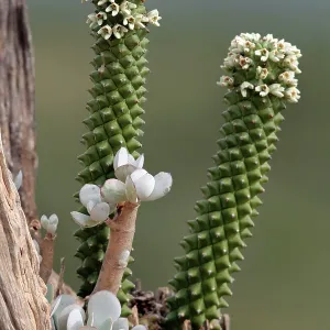 Euphorbia - in flower growing in a tree stump Mugie Euphorbia - in flower growing in a tree stump Mugie