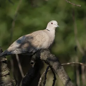 The Eurasian collared dove (Streptopelia decaocto) resting on branch, Liguria, Italy The Eurasian collared dove (Streptopelia decaocto) resting on branch, Liguria, Italy