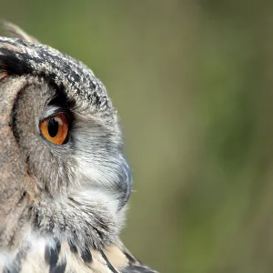 Eurasian Eagle Owl - controlled conditions International Eurasian Eagle Owl - controlled conditions International