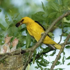 Eurasian Golden Oriole - feeding chicks at the nest Eurasian Golden Oriole - feeding chicks at the nest