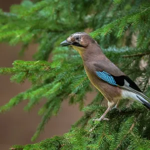 Eurasian Jay (Garrulus glandarius) Eichelhcher Eurasian Jay (Garrulus glandarius) Eichelhcher