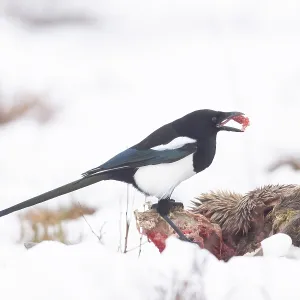 Eurasian Magpie Winter Eurasian Magpie Winter
