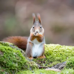 Eurasian Red Squirrel (Sciurus vulgaris) feeding Eurasian Red Squirrel (Sciurus vulgaris) feeding