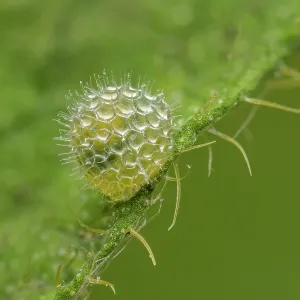Eurasian White Admiral (Limenitis camilla) egg o Eurasian White Admiral (Limenitis camilla) egg o