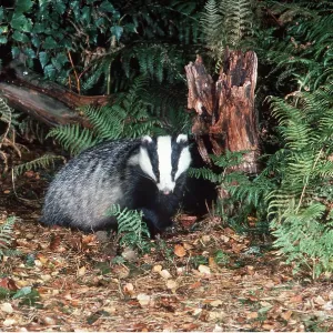 European Badger European Badger