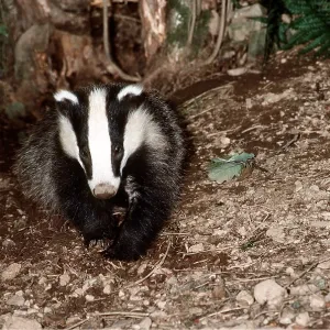 European Badger