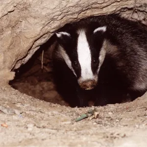 European Badger - coming out of sett entrance European Badger - coming out of sett entrance