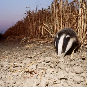 European Badger - edge of field European Badger - edge of field