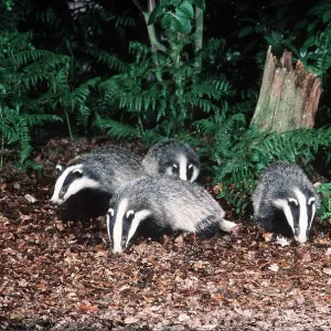European Badger - family foraging in undergrowth in Autumn European Badger - family foraging in undergrowth in Autumn