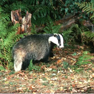 European Badger - foraging in undergrowth during Autumn European Badger - foraging in undergrowth during Autumn