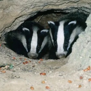 European BADGER - two heads in set European BADGER - two heads in set