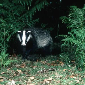 European BADGER - at night European BADGER - at night