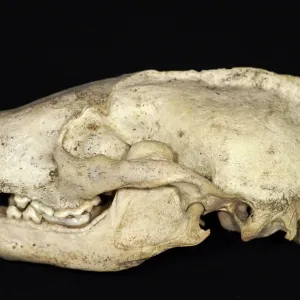 European Badger Skull Left Side European Badger Skull Left Side