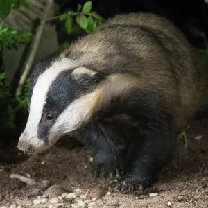 European badger- in urban garden - Birmingham UK European badger- in urban garden - Birmingham UK