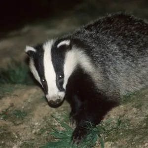 European Badger - walking at night European Badger - walking at night