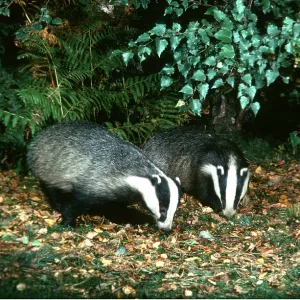 European Badger - x two foraging for food European Badger - x two foraging for food