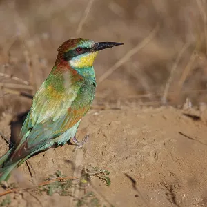 European Bee-Eater (Merops apiaster) ~ perched on a branch ~ Zamora European Bee-Eater (Merops apiaster) ~ perched on a branch ~ Zamora