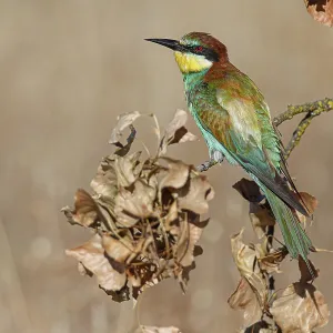 European Bee-Eater (Merops apiaster) ~ perched on a branch ~ Zamora European Bee-Eater (Merops apiaster) ~ perched on a branch ~ Zamora