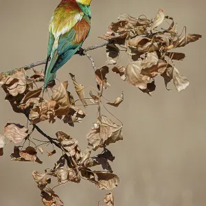 European Bee-Eater (Merops apiaster) ~ perched on a branch ~ Zamora European Bee-Eater (Merops apiaster) ~ perched on a branch ~ Zamora