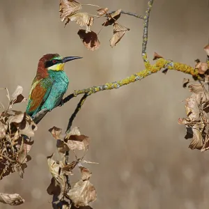 European Bee-Eater (Merops apiaster) ~ perched on a branch ~ Zamora European Bee-Eater (Merops apiaster) ~ perched on a branch ~ Zamora