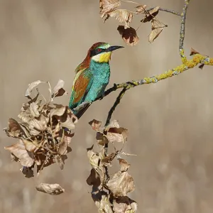 European Bee-Eater (Merops apiaster) ~ perched on a branch ~ Zamora European Bee-Eater (Merops apiaster) ~ perched on a branch ~ Zamora