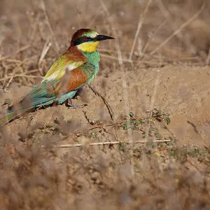 European Bee-Eater (Merops apiaster) ~ perched on a branch ~ Zamora European Bee-Eater (Merops apiaster) ~ perched on a branch ~ Zamora
