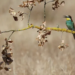 European Bee-Eater (Merops apiaster) ~ perched on a branch ~ Zamora European Bee-Eater (Merops apiaster) ~ perched on a branch ~ Zamora