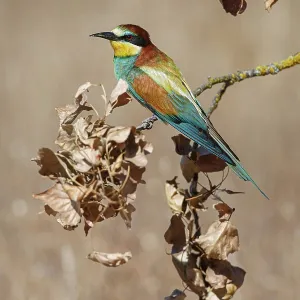 European Bee-Eater (Merops apiaster) ~ perched on a branch ~ Zamora European Bee-Eater (Merops apiaster) ~ perched on a branch ~ Zamora