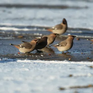European / Bohemian WAXWING - group on frozen ground European / Bohemian WAXWING - group on frozen ground
