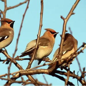 European / Bohemian WAXWING - in tree European / Bohemian WAXWING - in tree