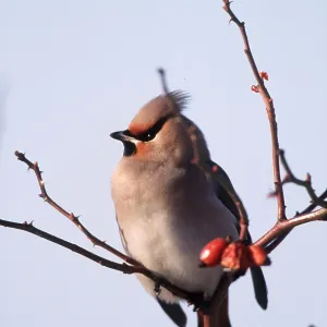 European / Bohemian WAXWING - on twig European / Bohemian WAXWING - on twig