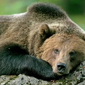 European Brown Bear European Brown Bear