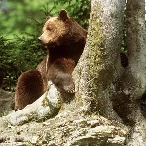 European BROWN BEAR - at base of tree trunk European BROWN BEAR - at base of tree trunk