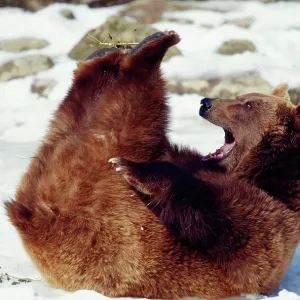 European Brown Bear - Lying on back