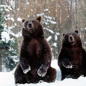 European Brown Bear - two sitting in snow